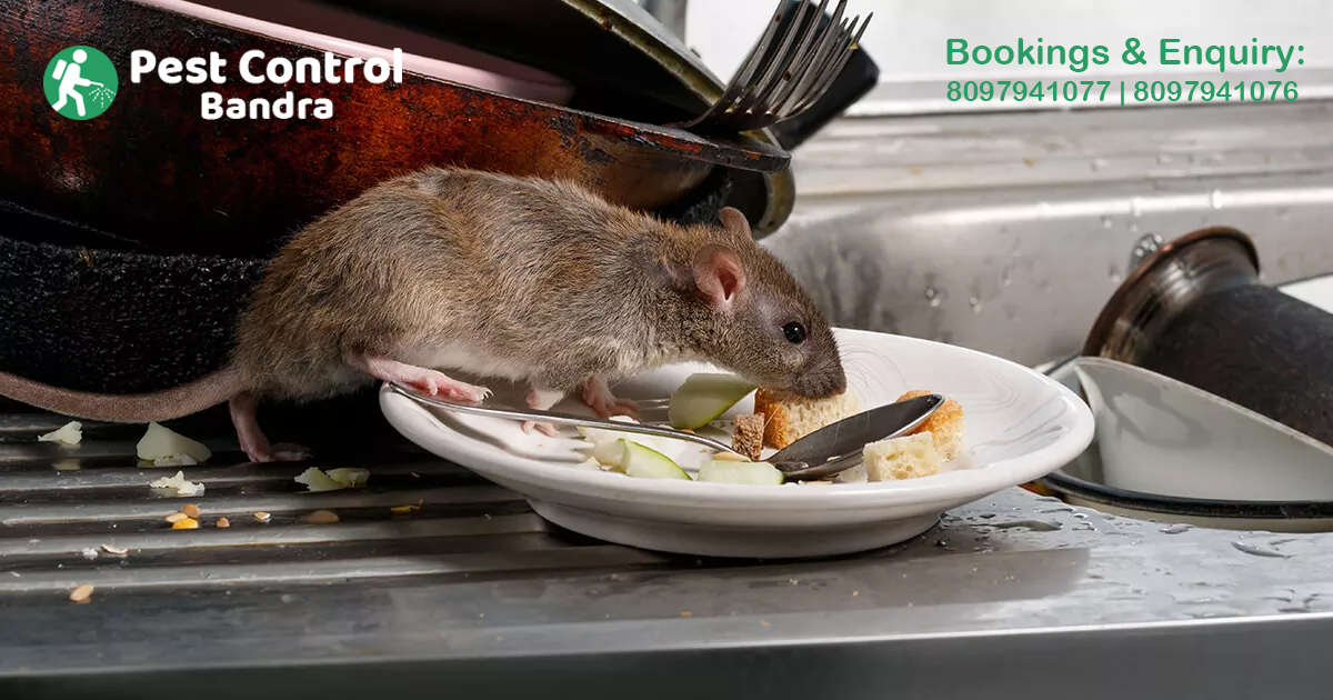 Rodents Control in Bandra